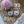Load image into Gallery viewer, Nintendo Switch 2 Skin – Lavender Moon Clouds Full Wrap Cover - ZoomHitskins
