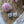 Load image into Gallery viewer, Nintendo Switch Skin Decal For Console Joy-Con And Dock Charming Moggie
