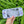 Charger et lire la vidéo dans la visionneuse de la Galerie, 2pc Switch Thumb Grips - Floral - Cap Joy Con Grip For all Nintendo Switch
